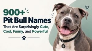 900+ Pit Bull Names That Are Surprisingly Cute, Cool, Funny, and Powerful