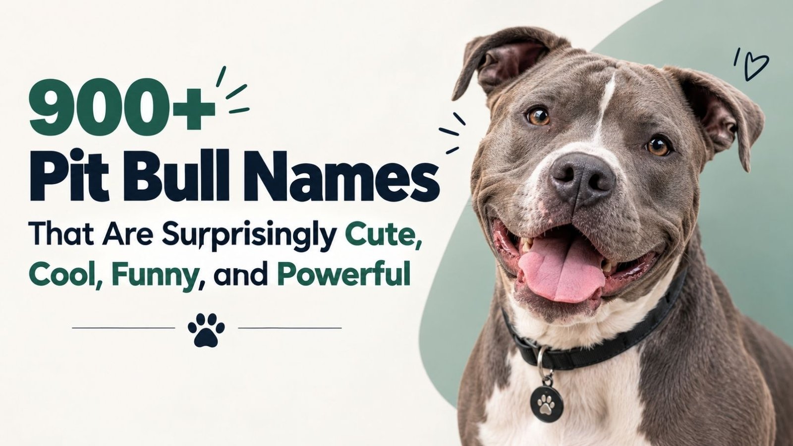 900+ Pit Bull Names That Are Surprisingly Cute, Cool, Funny, and Powerful